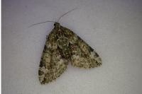 Chloroclysta siterata