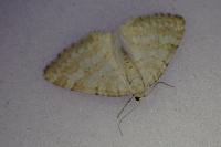 Perizoma albulata