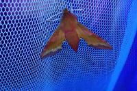 Deilephila porcellus