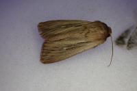Leucania comma