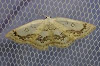Cyclophora annularia