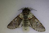Furcula furcula