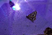 Chiasmia clathrata
