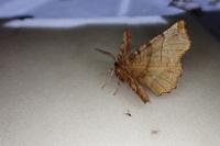 Selenia dentaria