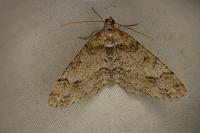Ectropis crepuscularia
