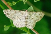 Hypomecis punctinalis