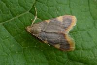 Hypsopygia costalis