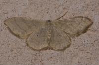 Idaea straminata