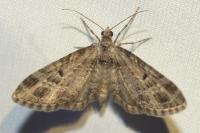 Eupithecia exiguata