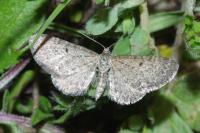 Eupithecia