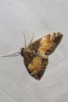 Dysstroma truncata