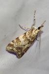 Scoparia pyralella