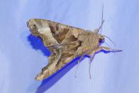Phlogophora meticulosa