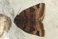 Euclidia glyphica