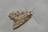 Nola confusalis