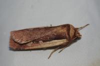 Ochropleura plecta
