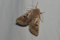 Orthosia gothica