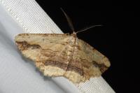 Menophra abruptaria
