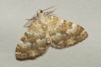Perizoma flavofasciata