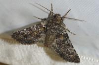 Hadena filograna