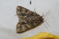 Acronicta rumicis
