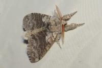 Calliteara pudibunda