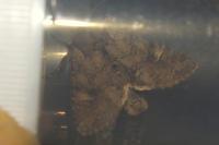 Apamea sordens