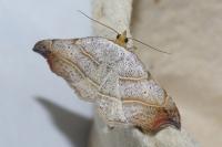 Laspeyria flexula