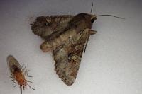 Apamea sordens