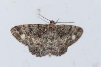 Parectropis similaria