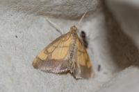 Evergestis limbata