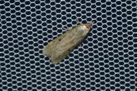 Aphomia sociella