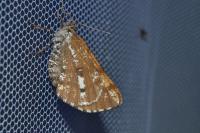 Bupalus piniaria