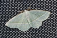 Campaea margaritaria