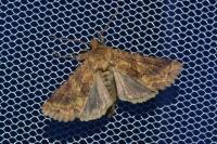 Conisania luteago olbiena