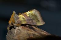 Diachrysia chrysitis