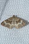 Epirrhoe alternata