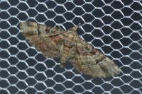 Gymnoscelis rufifasciata