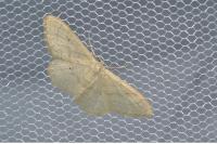 Idaea straminata
