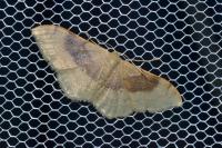 Idaea degeneraria