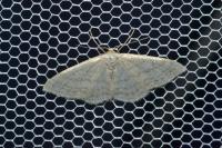 Idaea subsericeata
