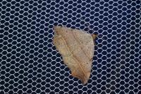 Laspeyria flexula