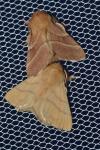 Malacosoma neustria