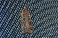 Noctua pronuba