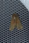 Oligia latruncula