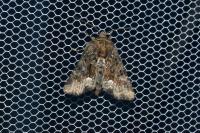 Oligia