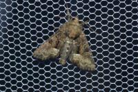 Oligia