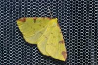 Opisthograptis luteolata