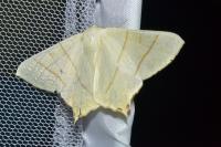 Ourapteryx sambucaria