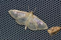 Patania ruralis